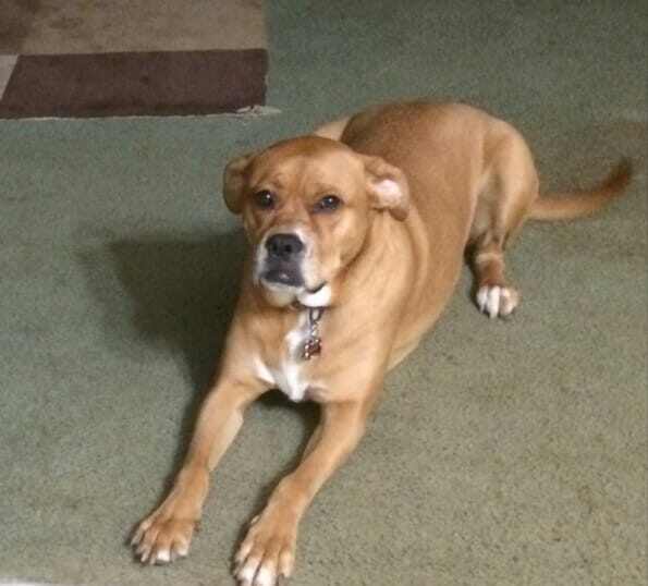 pet shipping honey the dog