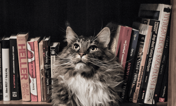 Roadie Delivers Pepper and Celebrates National Pet Day