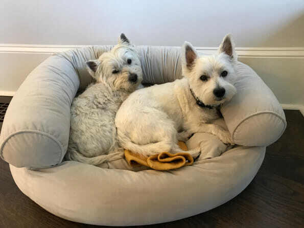 Westies1