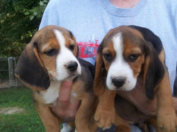 beagle pet delivery